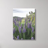 Pride van Madeira (Ranquitte, Haïti) Canvas Afdruk (Voorkant)