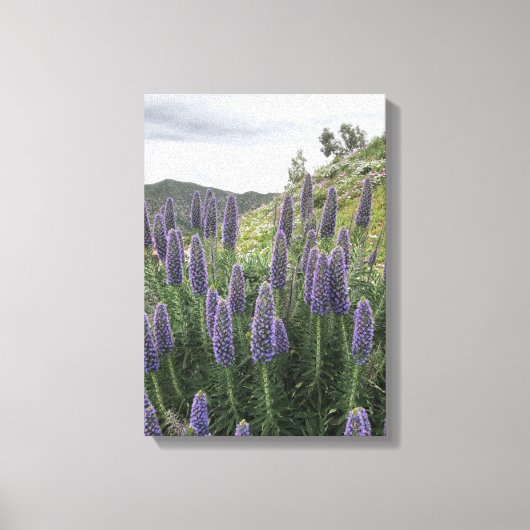 Pride van Madeira (Ranquitte, Haïti) Canvas Afdruk (Voorkant)