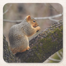 Prijs van de eekhoorn