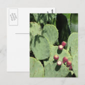 Prijsperen, briefkaart (Voorkant / Achterkant)