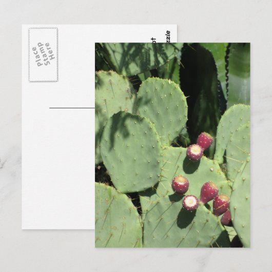 Prijsperen, briefkaart (Voorkant / Achterkant)