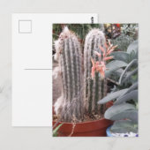 Prikkende Cactus Briefkaart (Voorkant / Achterkant)