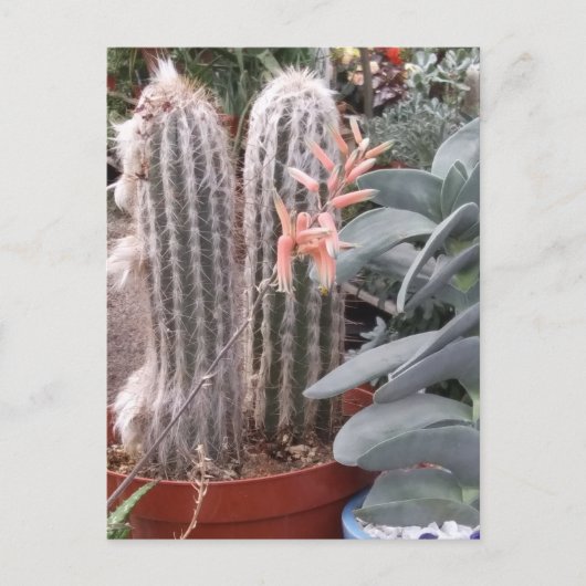Prikkende Cactus Briefkaart (Voorkant)