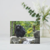 Primaat en waterval briefkaart (Staand voorkant)