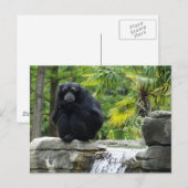 Primaat en waterval briefkaart (Voorkant / Achterkant)