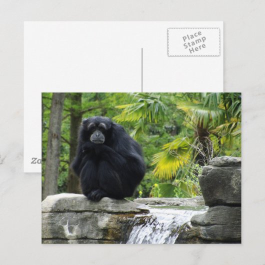 Primaat en waterval briefkaart (Voorkant / Achterkant)