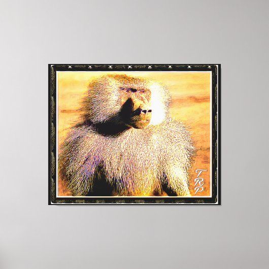 Primate Models: Hamadryas baboon 01 Canvas Afdruk (Voorkant)