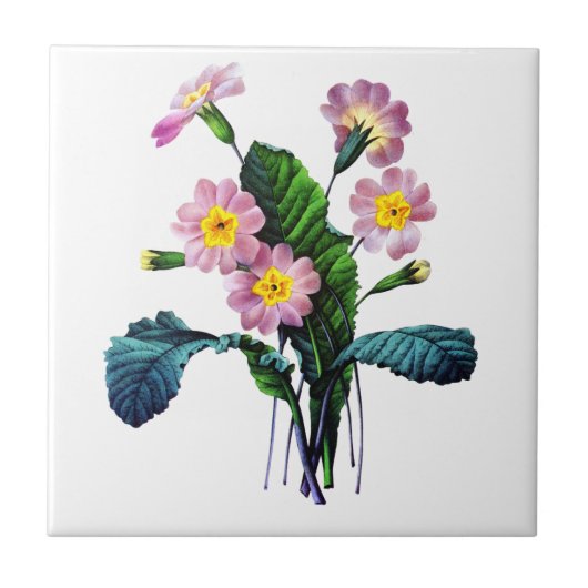 Primevere of Primroses van Pierre Joseph Redoute Tegeltje (Voorkant)
