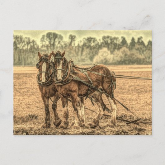 Primitief Western land boerderij proefpaarden Briefkaart (Voorkant)