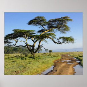 Primitieve onverharde weg en acaciaboom, Lake Naku Poster