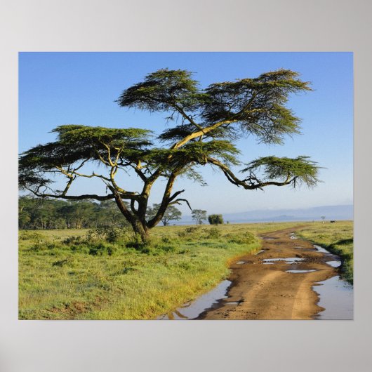 Primitieve zandweg en acia-boom, meer van Nakuru Poster (Voorkant)