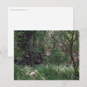 Primordiale Briefkaarten van de Foto van Louisiana (Voorkant / Achterkant)