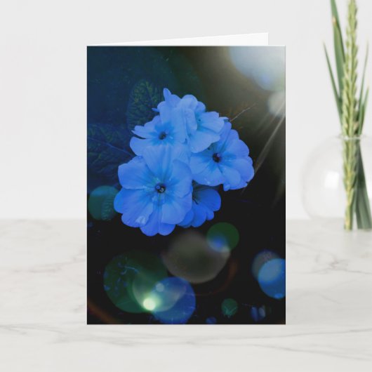 Primrosbloemen in blauw kaart (Voorkant)