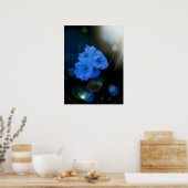 Primrosbloemen in blauw poster (Keuken)