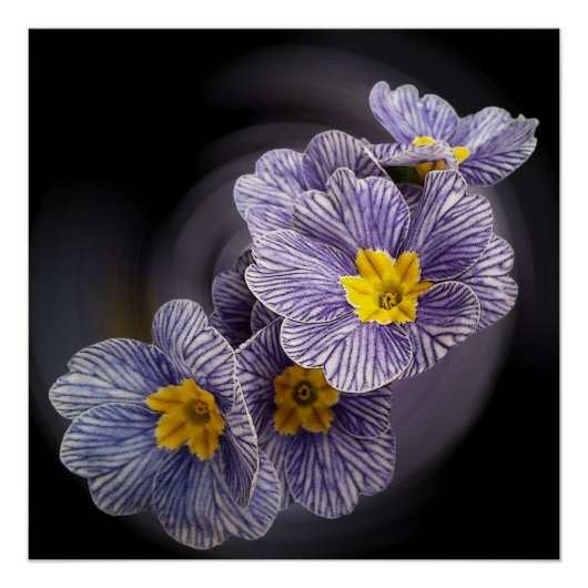 Primrose bloemen perfect poster (Voorkant)