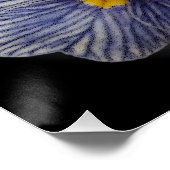 Primrose bloemen perfect poster (Hoek)