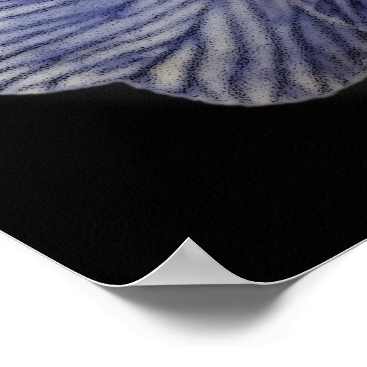 Primrose bloemen poster (Hoek)