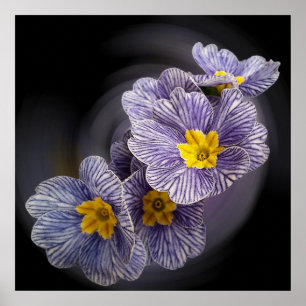 Primrose bloemen poster
