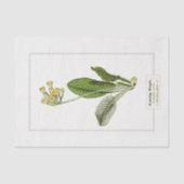 Primrose Botanische Illustratie 1885 Weefselpapier Tissuepapier (Voorkant)