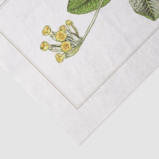 Primrose Botanische Illustratie 1885 Weefselpapier Tissuepapier (Detail)