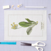 Primrose Botanische Illustratie 1885 Weefselpapier Tissuepapier (Craft)