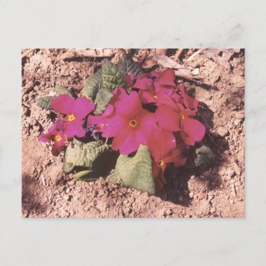 Primrose Briefkaart (Voorkant)