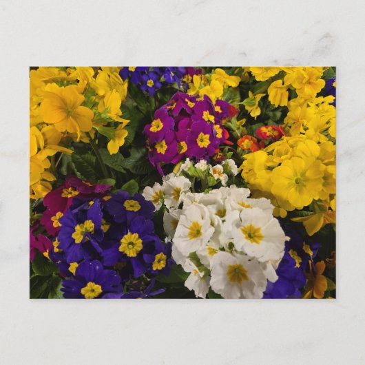 Primrose Briefkaart (Voorkant)