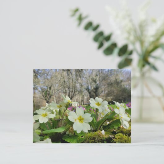 Primrose Briefkaart (Staand voorkant)