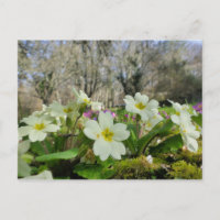 Primrose Briefkaart