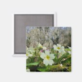 Primrose Fridge Magnet (Voorkant / Achterkant)