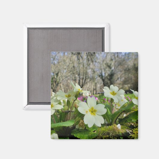 Primrose Fridge Magnet (Voorkant / Achterkant)