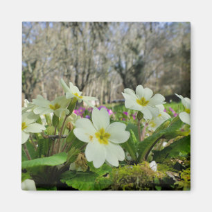 Primrose Fridge Magnet
