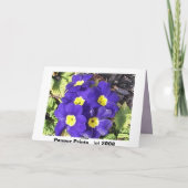 Primrose Kaart (Achterkant)