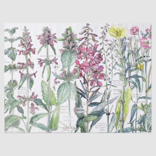 Primrose Katten Bloem Bloem Bloem Vloeibare bloeme Tissuepapier (Voorkant)