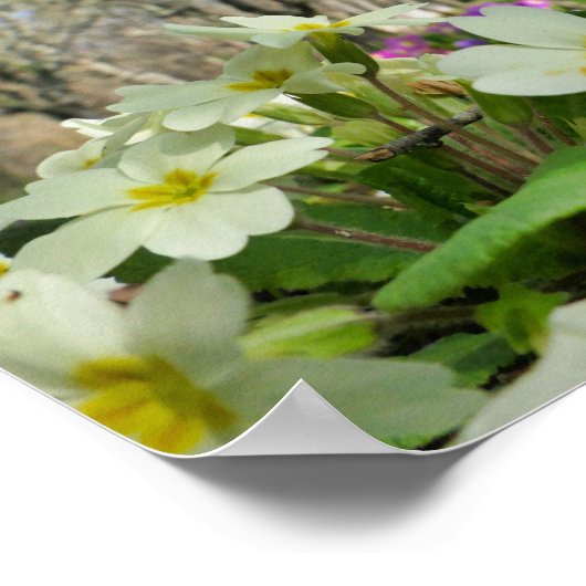 Primrose Poster (Hoek)