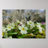 Primrose Poster (Voorkant)