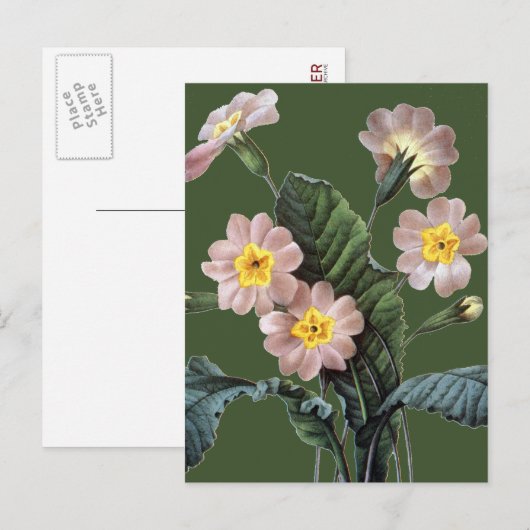 Primrose (Primula Aucalis) Briefkaart (Voorkant / Achterkant)