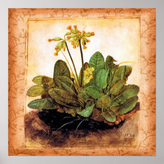  Primrose Primula Flower Poster (Voorkant)