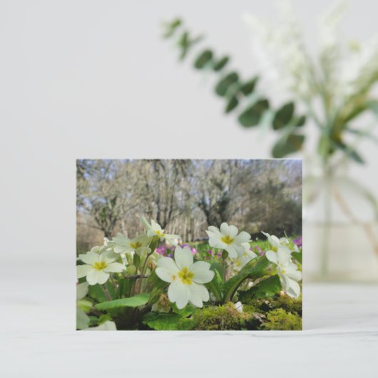 Primrose (Primula vulgaris) Briefkaart (Staand voorkant)