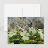 Primrose (Primula vulgaris) Briefkaart (Voorkant / Achterkant)
