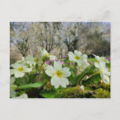 Primrose (Primula vulgaris) Briefkaart (Voorkant)