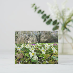 Primrose (Primula vulgaris) Briefkaart