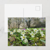 Primrose (Primula vulgaris) Briefkaart (Voorkant / Achterkant)