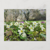 Primrose (Primula vulgaris) Briefkaart (Voorkant)