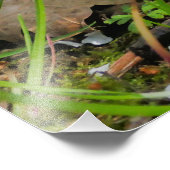 Primrose (Primula vulgaris) Foto Afdruk (Hoek)