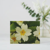 Primroses-Briefkaart Briefkaart (Staand voorkant)