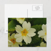 Primroses-Briefkaart Briefkaart (Voorkant / Achterkant)
