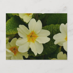 Primroses-Briefkaart Briefkaart