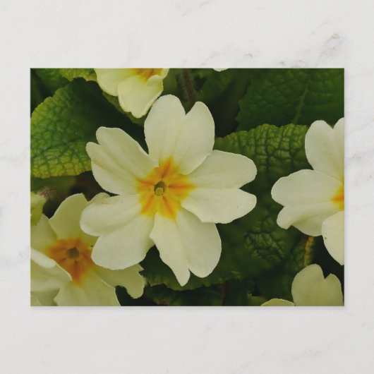 Primroses-Briefkaart Briefkaart (Voorkant)