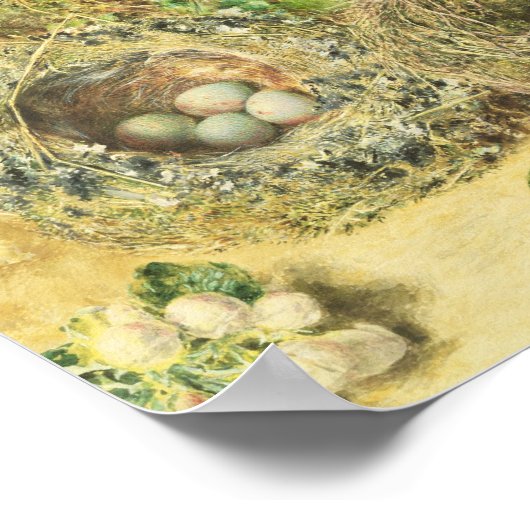 primroses en vogelnesten poster (Hoek)